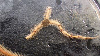 Media type: image;   Invertebrate Zoology 153153 Description: live specimen;